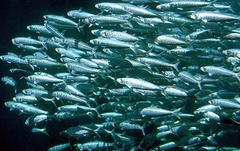 Pacific sardine